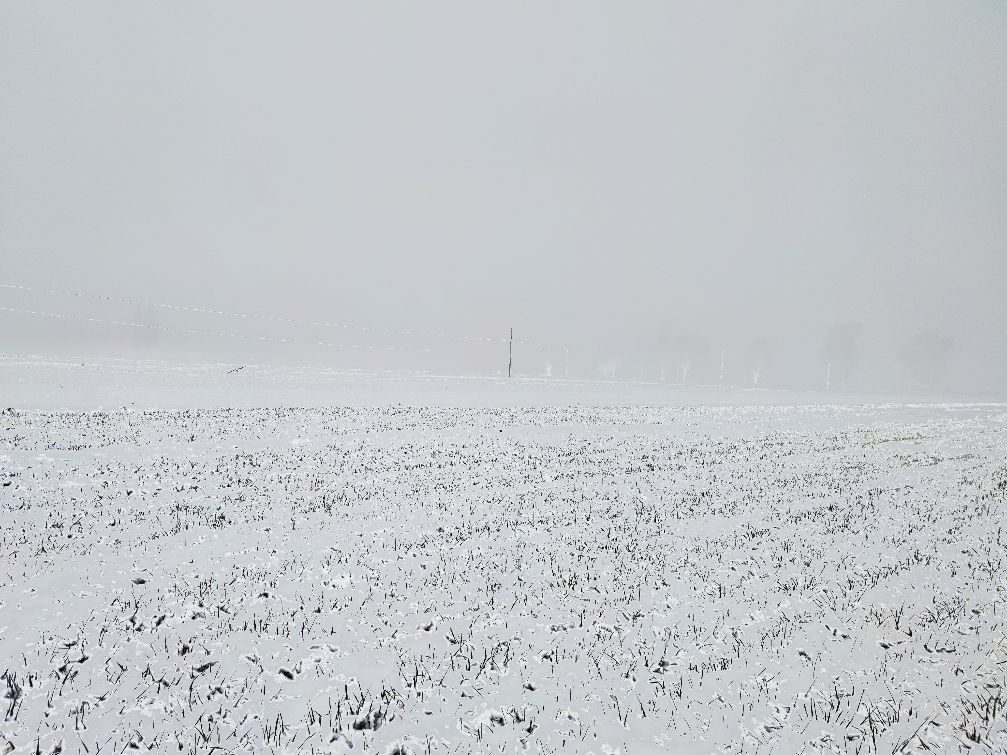 被春雪覆盖的农田