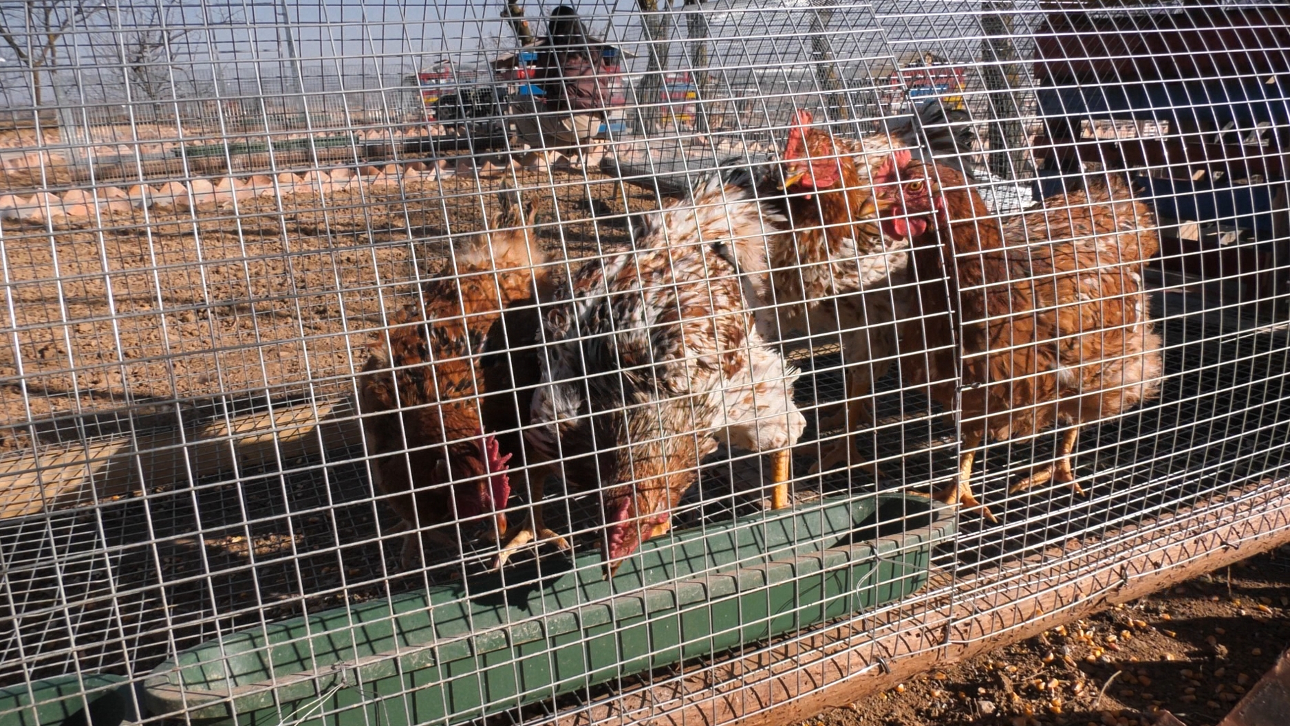 微信截图_20231208113450